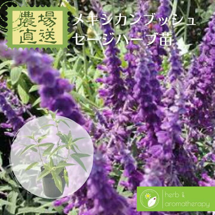楽天市場 メキシカンブッシュセージ アメジストセージ メキシカンセージ サルビアレウカンサ ベルベットセージ ハーブ苗 9vp 3号ポット Mexican Bush Sage 農場直送 ハーブ苗専門店 単品ハーブ苗買いまわり専用 ハーブとアロマテラピー 楽天市場 メキシカンブッシュセージ アメジストセージ メキシカンセージ サルビアレウカンサ ベルベットセージ ハーブ苗 9vp 3号ポット Mexican Bush Sage 農場直送 ハーブ苗専門店 単品ハーブ苗買いまわり専用 ハーブとアロマテラピー