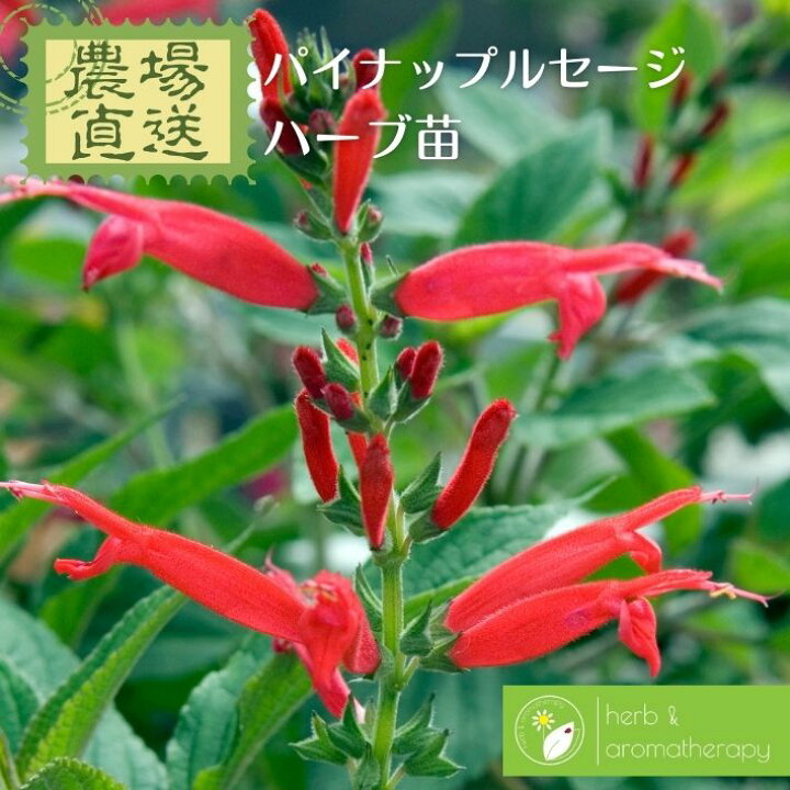 楽天市場 パイナップルセージ エレガンスセージ サルビアエレガンス ハーブ苗 9vp 3号ポット Pineapple Sage 農場直送 ハーブ苗専門店 単品ハーブ苗買いまわり専用 ハーブとアロマテラピー