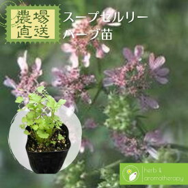 楽天市場 ローリエ 苗の通販