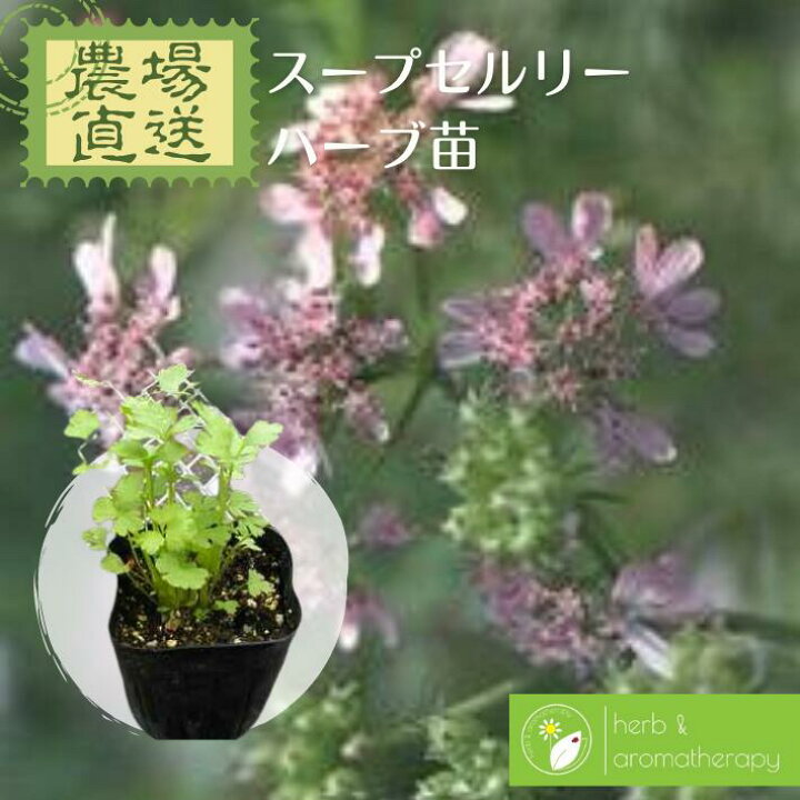 楽天市場 スープセルリー ガーデンセロリ ワイルドセロリ オランダミツバ 葉セロリ ハーブ苗 9vp 3号ポット Soup Celery 農場直送 ハーブ苗専門店 単品ハーブ苗買いまわり専用 ハーブとアロマテラピー 楽天市場 スープセルリー ガーデンセロリ ワイルドセロリ オランダミツバ 葉セロリ ハーブ苗 9vp 3号ポット Soup Celery 農場直送 ハーブ苗専門店 単品ハーブ苗買いまわり専用 ハーブとアロマテラピー