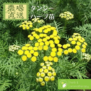 苗 タンジーの人気商品 通販 価格比較 価格 Com