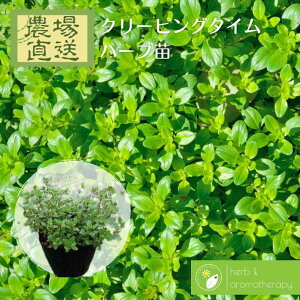 N[sO^C ZCECuLWRE\E EVCuLWRE\E }U[Iu^C n[uc 9vp 3|bg Creeping Thyme _꒼ n[ucX Pin[uc܂p