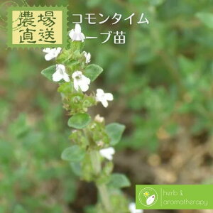 R^C ^C K[f^C ^`WRE\E n[uc 9vp 3|bg Common Thyme _꒼ n[ucX Pin[uc܂p