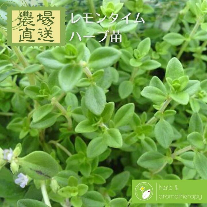 好評にて期間延長 レモンタイム ハーブ苗 ハーブ 好評にて期間延長 レモンタイム ハーブ苗 ハーブ