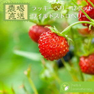 Lucky��Love ���C���h�X�g���x���[ 12�|�b�g �K�����ĂԐԂ��� �G�]�w�r�C�`�S 9vp×12�|�b�g �n�[�u�c�Z�b�g Wild Strawberry �_�꒼�� �n�[�u�c���X