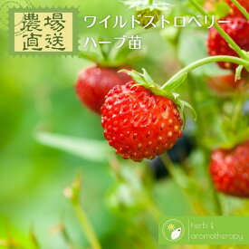 ワイルドストロベリー エゾヘビイチゴ ハーブ苗 9vp 3号ポット Wild Strawberry 農場直送 ハーブ苗専門店 単品ハーブ苗買いまわり専用