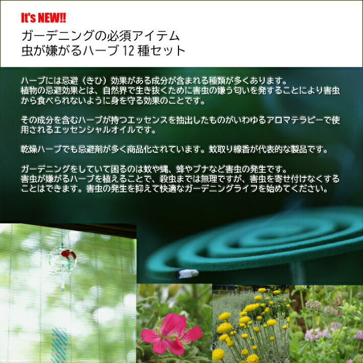 楽天市場 虫よけハーブ 12種の虫が嫌いなハーブセット ハーブガーデン テーマ別ハーブ苗おまかせセット 12種 9vp 12ポット Incect Repellent Herb 害虫忌避 農場直送 ハーブ苗専門店 ハーブとアロマテラピー