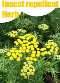 楽天市場 ハーブの苗物 種類 植物 センテッドゼラニウム 苗物 ガーデニング 農業 花 ガーデン Diyの通販