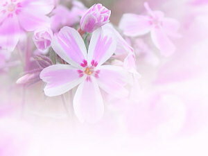 ōc ̗ LfBXgCv sN×F 10Zbg ΂ VoUN XtbNX K[fjO rR̎ō ō̋u