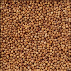 100gPʗʔ RA_[ RGh oNn[u VOn[u V[h XpCX NbLOn[u h  Coriander