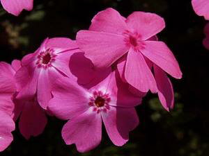 ōc }bN_jGNbV ZsNF 24Zbg 1ĕ ΂ VoUN XtbNX K[fjO rR̎ō ō̋u