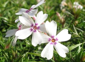 ōc A[WOO[X ԐԃhbgF 24Zbg 1ĕ ΂ VoUN XtbNX K[fjO rR̎ō ō̋u