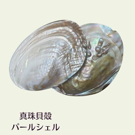 真珠貝殻 パールシェル パールポリッシュディッシュ Lサイズ 天然 スマッジング インテリア ジュエリー皿 浄化アイテム