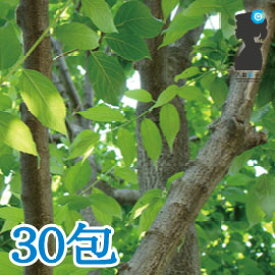 【送料無料】卸値価格！杜仲茶2.5g×30包入り　古き良き健康の知恵！【ダイエット】【ノンカフェイン】【エイジングケア】とちゅう茶/トチュウチャ