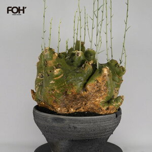 �}���\������Z�[�� F41 �A�f�j�A�E�y�`���G���[ Adenia pechuelii �����ς� ���n�� �i�~�r�A�Y