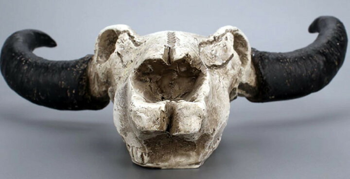 楽天市場】ハンティングトロフィー 牛骨 頭蓋骨 壁掛けアクセサリー  