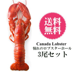 yzy3Zbgz LTCYIbƋl܂gȂIJi_/vXGh[hYF{CI}[z[ lbg(350g-400g)yⓀ̂݁z uX^[ I}[ G