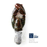 身離れがよいウルトラハイプレッシャー！生冷オマールホール（Gourmet Chef Packers）【約350〜400g】【…