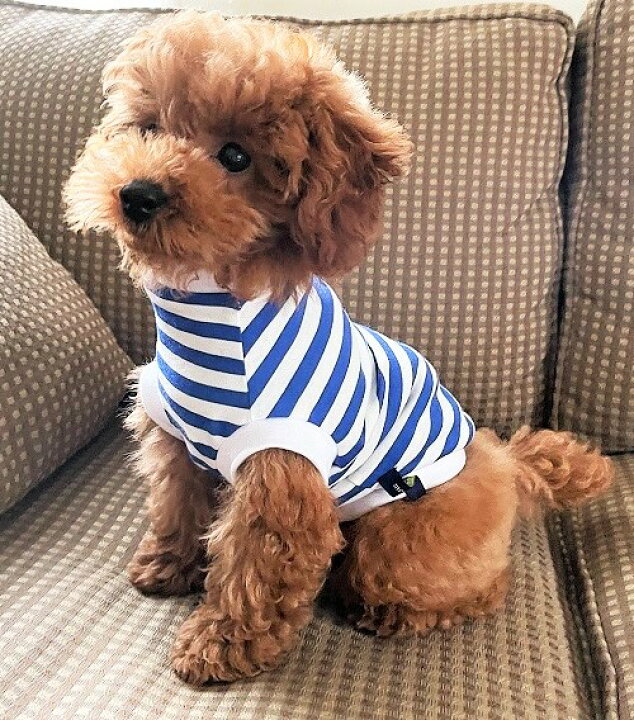 楽天市場 小型犬 犬用 Tシャツ パピー ドッグウエア 犬の服 犬服 洋服 チワワ 服 Xsトイプードル 服 定番青マリンボーダーt 小型犬 超小型犬サイズ 犬の服 首輪 犬のリードの通販hibi 楽天市場 小型犬 犬用 Tシャツ パピー ドッグウエア 犬の服 犬服 洋服 チワワ 服 Xsトイプードル 服 定番青マリンボーダーt 小型犬 超小型犬サイズ 犬の服 首輪 犬のリードの通販hibi