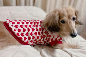 ~j`A_bNX  R[M[  n[gton[g Nɓ͂g[i[f H~  ybg ds@X@_bNX