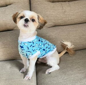 ^ p TVc ps[ ĕ@hbOEGA ̕  m ` @xs gCv[h  N[ŃX^CbV yM xAVJbg\[ yĕ t ėp t ĕz