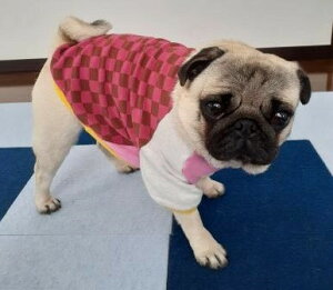 t`uhbO  s͗l sNX OJbg\[ t 킢  pO 