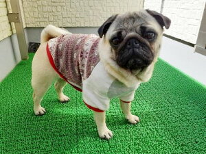 t`uhbO  fBA[Y Cibv WK[hOJbg\[IUbh tĕ @tu@H~@킢@tu@XpO@