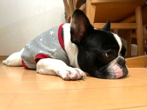 t`uhbO  _X^[ X^_[hJbg\[Ȃ  tu t 킢 tu X hbOEGA ̕   H~