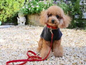 本革 犬 リード 小型犬首輪 中型犬の首輪セット レッド 1.5cm幅 おしゃれ かわいい ブランド 名入れ無料 インスタ映え 迷子札