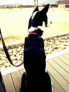 [hƃn[t`[NփZbg ^ ^  킢 uh  qD ThU[ 2cm