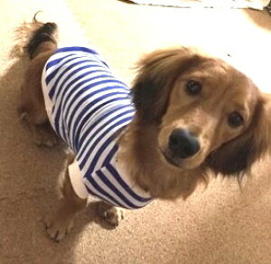 ダックス 犬用 ペット服の人気商品 通販 価格比較 価格 Com