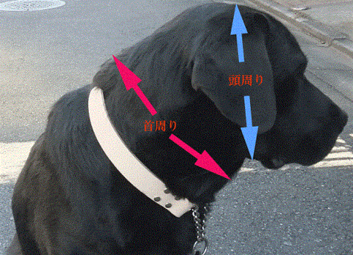 ホワイト レザー スタッズ付き 首輪&リード セット 犬 カラー 首輪