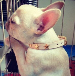 ̎ {v U[1.5cm S[hX^[X^bYt ^ ^