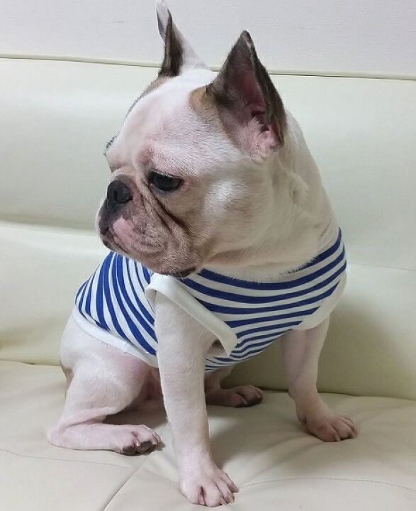 楽天市場 ポイントアップ中 定番マリンボーダー フレブル 服 パグ 服 フレンチブルドッグ 服 犬 小型犬 犬用 Tシャツ ドッグウエア 犬の服 犬服 犬 洋服 犬の服 首輪 犬のリードの通販hibi