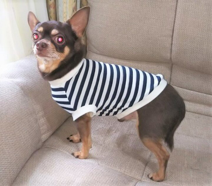 楽天市場 タイムセール中 犬 小型犬 犬用 Tシャツ ドッグウエア 犬の服 犬服 犬 洋服 チワワ 服 トイプードル 服 小型犬サイズ 濃紺ニットボーダー 犬の服 首輪 犬のリードの通販hibi