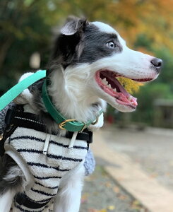 @ց@[hZbg J[U[2cm ^[RCY  킢 uh  qD O