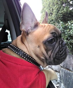 シルバースタッズ付き 犬の首輪 本革1.5cm幅 小型犬用 中型犬用 おしゃれ インスタ映え 本革