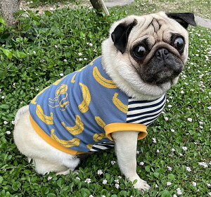 oiiȉH썑[hŃELEbL[Jbg\[ t`uhbO  H~ t CX^f  킢@pO   aC VjA ₷ ё΍ \h O