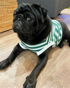 t`uhbO  VvɃO[O[{[_[TVc t hbOEFA ybg H~  tu X pO   aC VjA ₷ ё΍ 