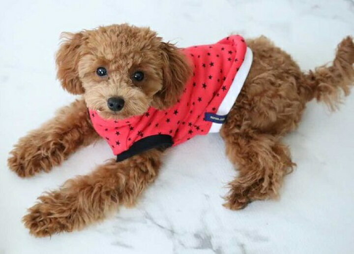 楽天市場 小型犬 犬用 Tシャツ パピー ドッグウエア 犬の服 犬服 洋服 チワワ 服 Xsトイプードル 服 スイカカラー 鹿の子素材 サマータイムスターカットソー 犬の服 首輪 犬のリードの通販hibi