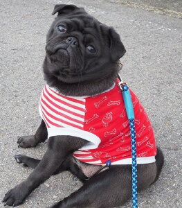 jNjNj[N ƂȂ荜ƂȂ@p[݂ȂJbg\[@tu@t`uhbO@@@CX^f@X