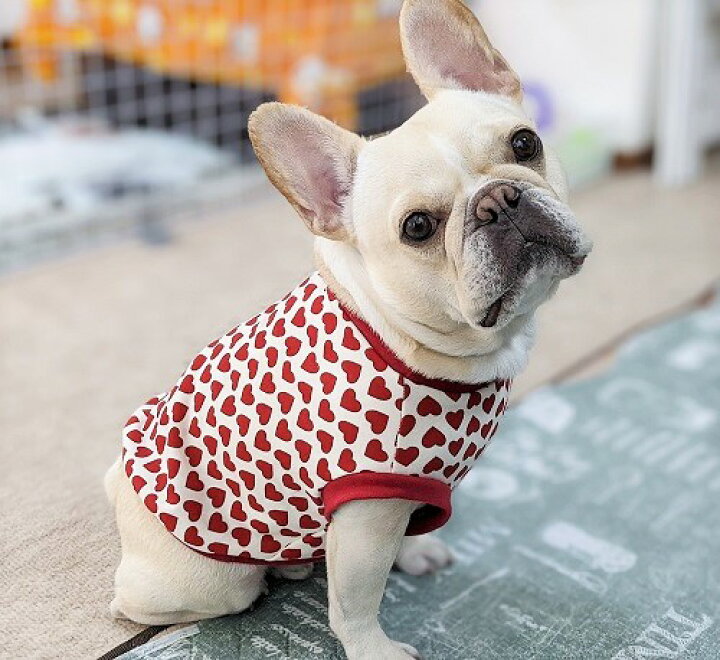楽天市場 フレンチブルドッグ 服 冬 パグ 服 ハートtoハート 君に届けカットソー 犬の服 首輪 犬のリードの通販hibi