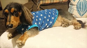 ~j`A_bNXth@ ā@@X@ds@R[M[  Blue Stars _炩X[Xjbg Ȃ@Jbg\[
