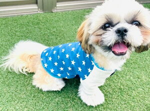 Blue Stars Ɋ肢 OJbg\[@`  gCv[h  [L[ ^ @킢@@CX^f