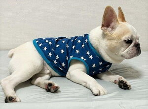 t`uhbO  Blue Stars _炩X[Xjbg ȂJbg\[  tu H~@CX^f@킢@tu@X