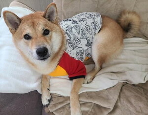 ^ Č  tĕ r[O  H~ CX^f sUȂsbc@ o[VujbgOJbg\[