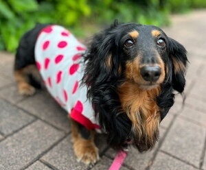 _炩GV _bNX  ~j`A_bNXth  Yx[hbgTVc tĕ Ȃ  X dm p hbOEGA ̕   m