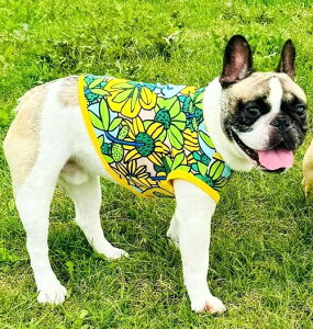 t`uhbO  ڐG⊴ z ėp⊴ {^jJO[ N[NX TVc  tu t 킢 tu X hbOEGA ̕  