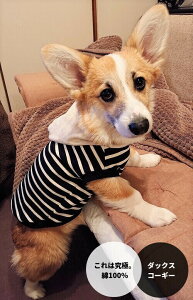 Ƀm[RAt[fB[ _bNXth   ds X R[M[   aC VjA ₷ ё΍ \h OK