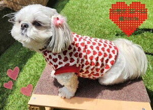 n[gton[g Nɓ͂g[i[f H~ tĕ hbOEFA   ̕ ` ` _bNX gCv[h }`[Y ~j`AViEU[Č _bNX ĕ  